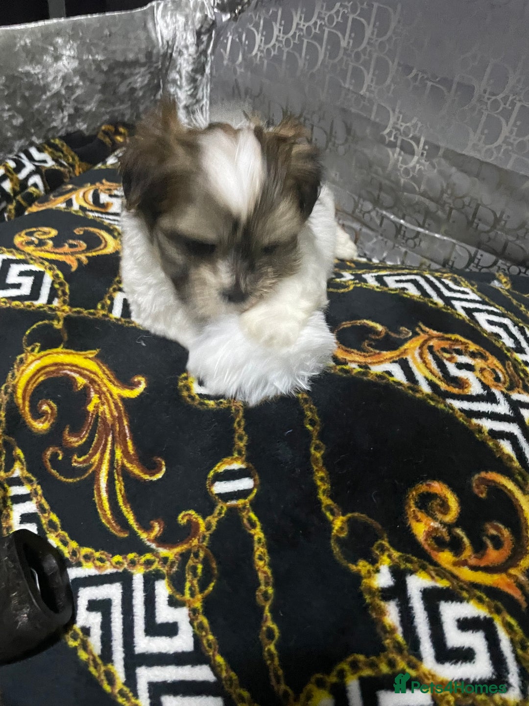 Shih Tzu dogs for sale: Beautiful  **  tiny Shihtzu male  - Advert 2