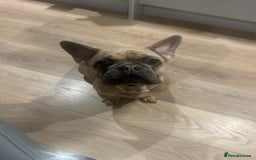 French Bulldog dogs for sale: French Bulldog Puppies – 2 Boys   - Image 2