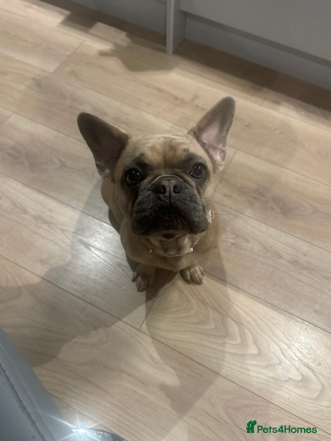 French Bulldog dogs for sale: French Bulldog Puppies – 2 Boys   - Image 2