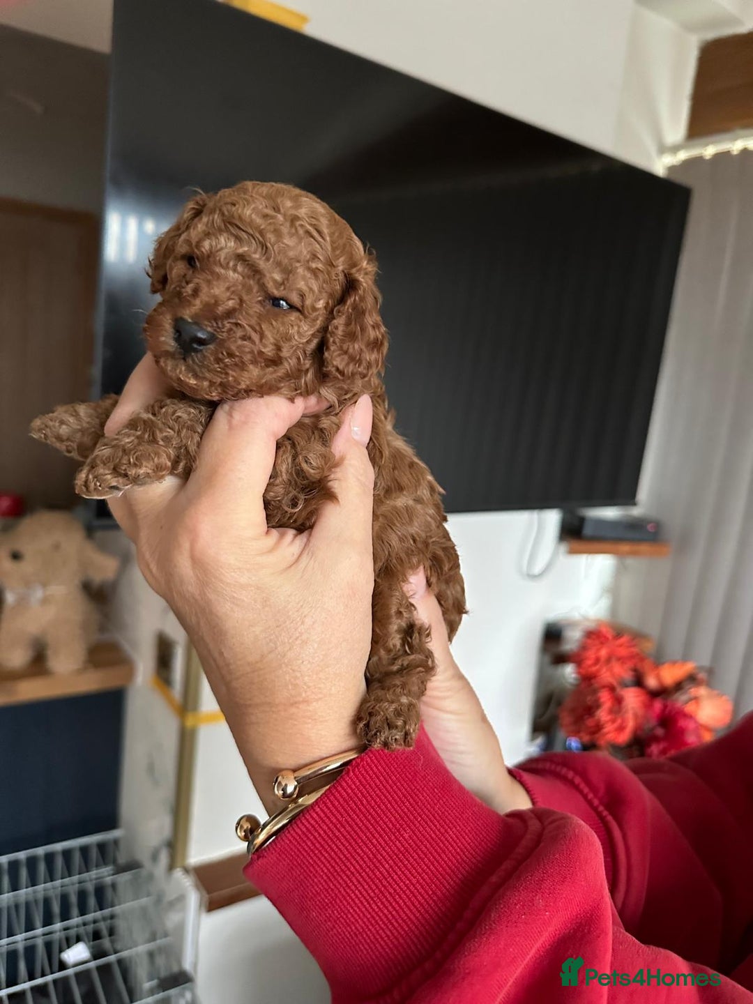 Toy Poodle dogs for sale: Toy poodles, both parents kc reg, 5 generations  - Advert 2