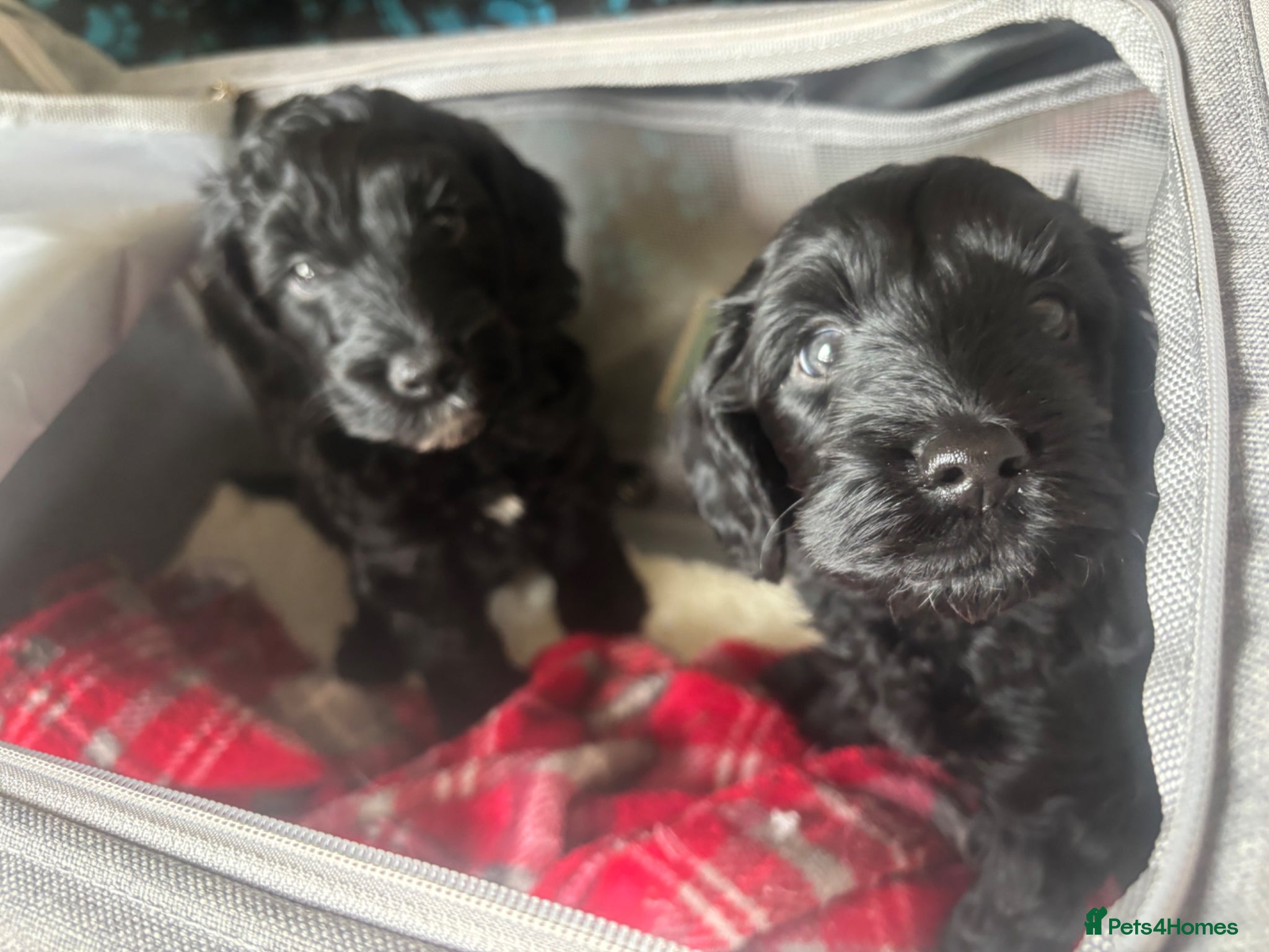 Cockapoo dogs Miniature F2b cockapoos PRA CLEAR - Advert 10