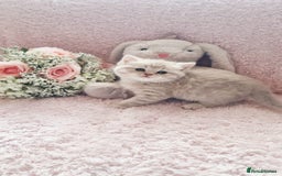 Scottish Fold cats for sale: Stunning TICA Registered Babies in Bolton - Image 27