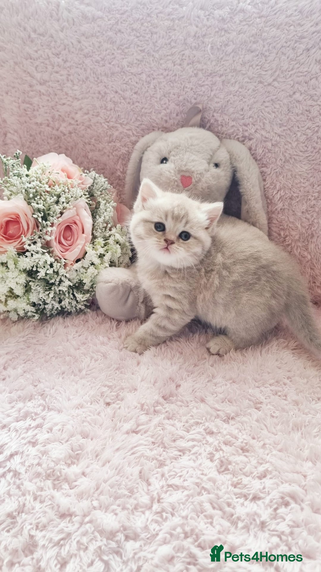 Scottish Fold cats for sale: Stunning TICA Registered Babies in Bolton - Image 27