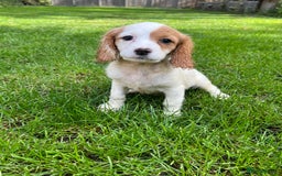Cavapoo dogs for sale: Beautiful cavapoo pups  - Image 3