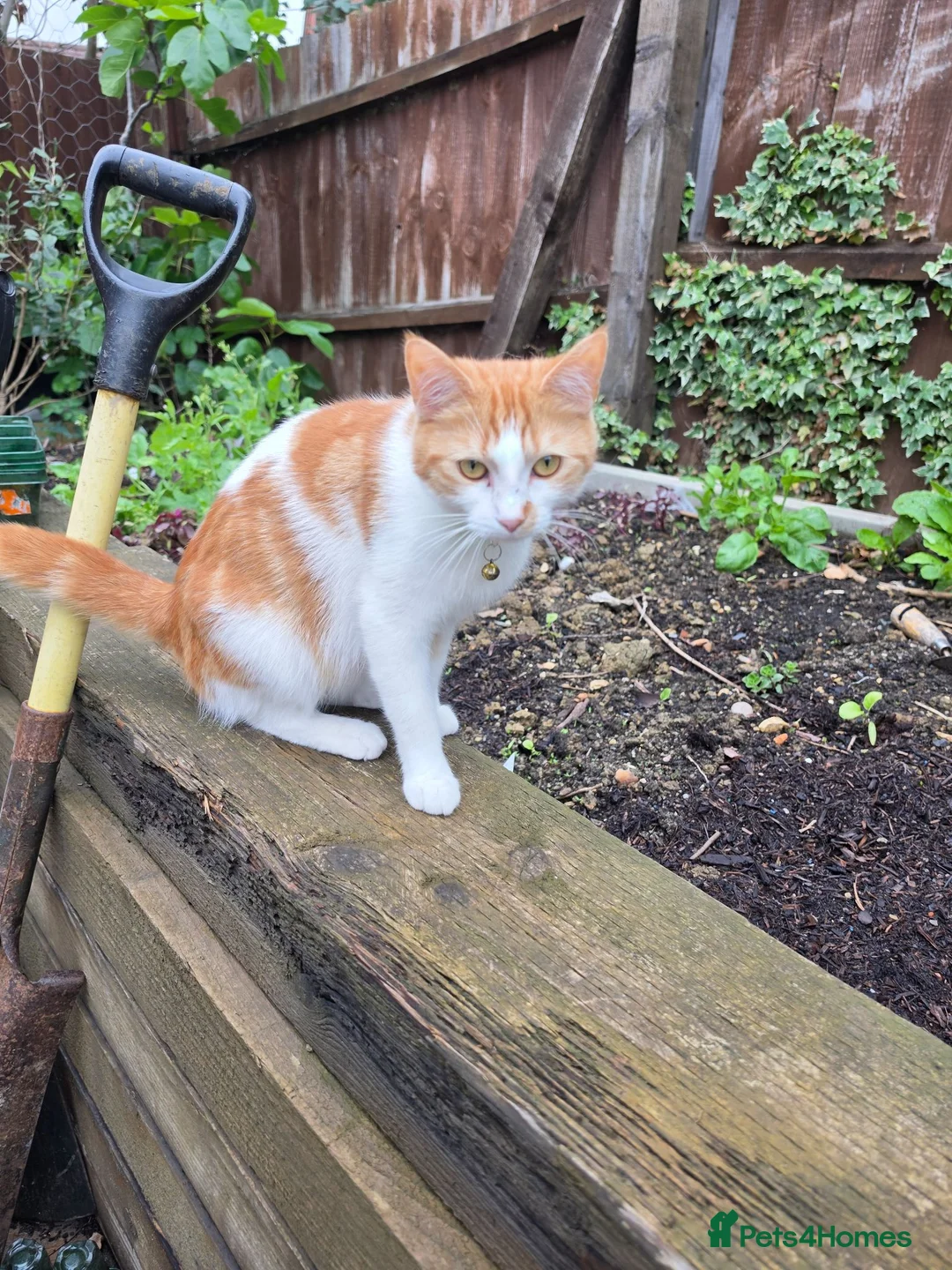 Mixed Breed cats for sale: 9 Gorgeous Kittens – 2 Litters, Ready 29 June in Milton Keynes - Advert 2
