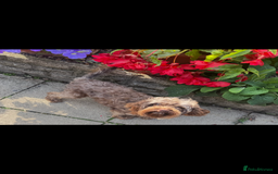 Cavapoo dogs for sale: Cavapoo rare black &tan health tested  - Image 24