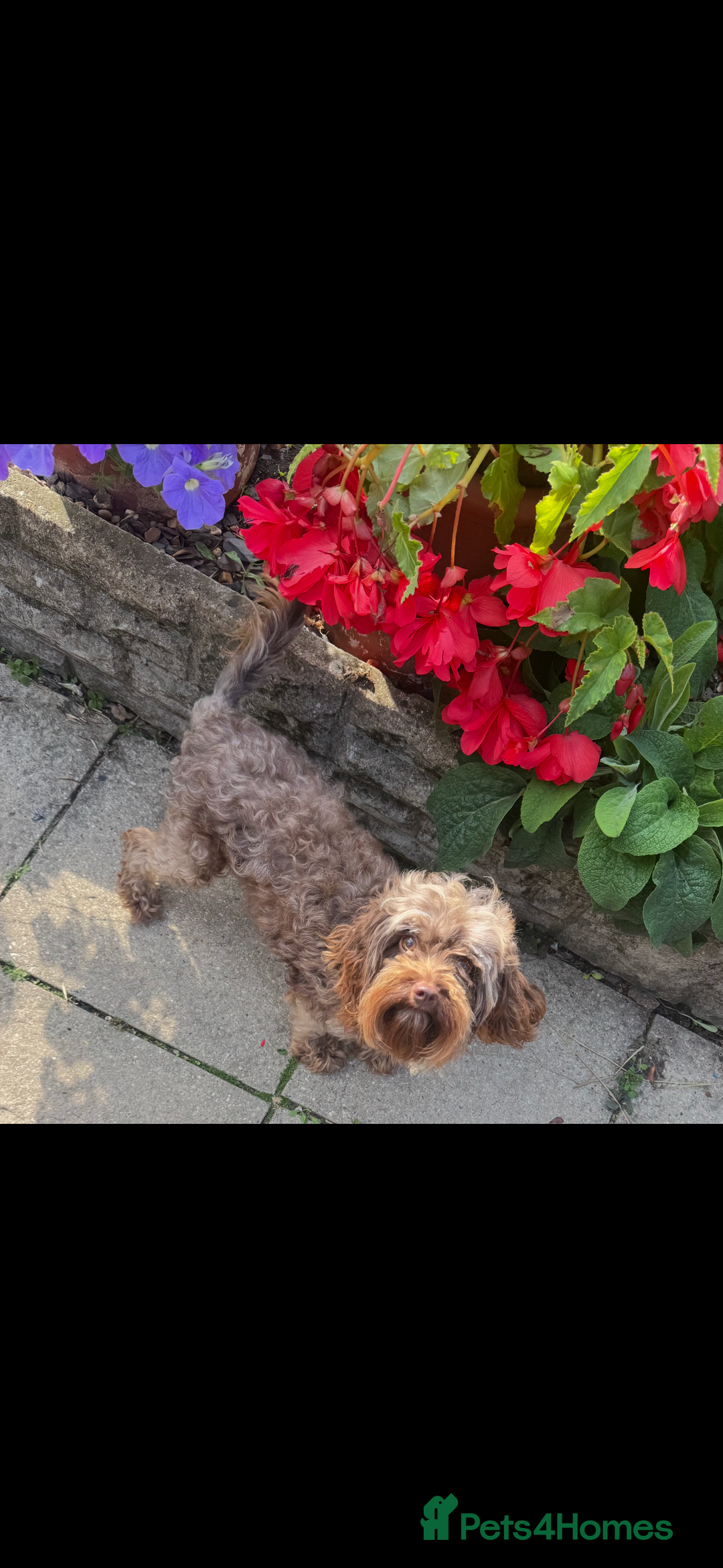 Cavapoo dogs for sale: Cavapoo rare black &tan health tested  - Image 24
