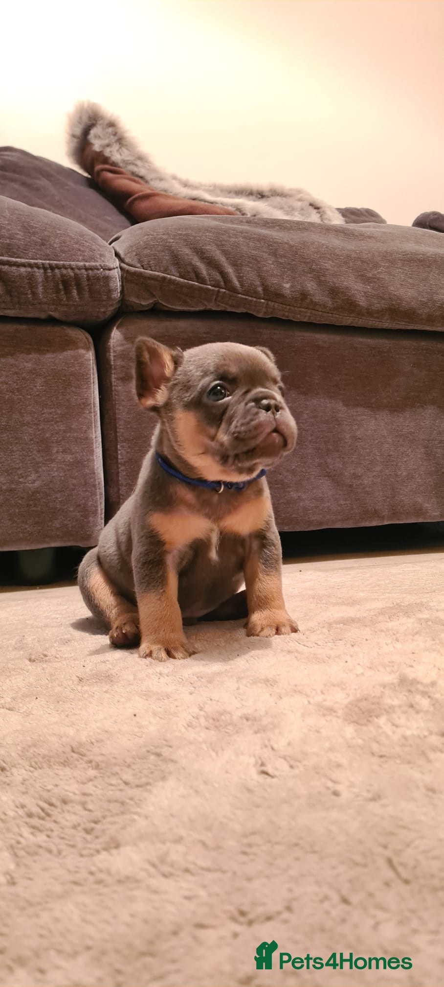 French Bulldog dogs French Bulldog puppies blue & blue merle - Advert 1