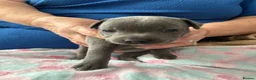 Staffordshire Bull Terrier dogs for sale: Beautiful KC Reg Blue Staffordshire bull terriers - Advert 6