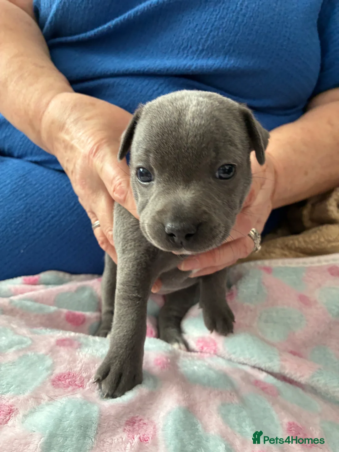 Staffordshire Bull Terrier dogs for sale: Beautiful KC Reg Blue Staffordshire bull terriers - Advert 6