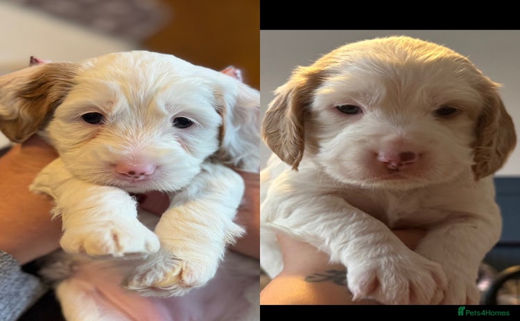 Cockapoo dogs Gorgeous F2B Cockapoo puppies  - Advert 1