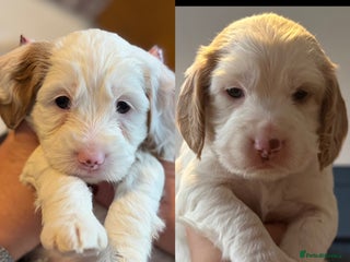 Cockapoo dogs Gorgeous F2B Cockapoo puppies - Advert 1