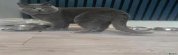 British Shorthair cats for stud: GCCF/TICA British Shorthair Stud - Advert 9