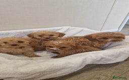 Cavapoo dogs for sale: Beautiful cavapoo fur babies  - Image 1