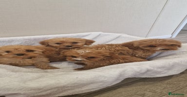 Cavapoo dogs - Advert 8