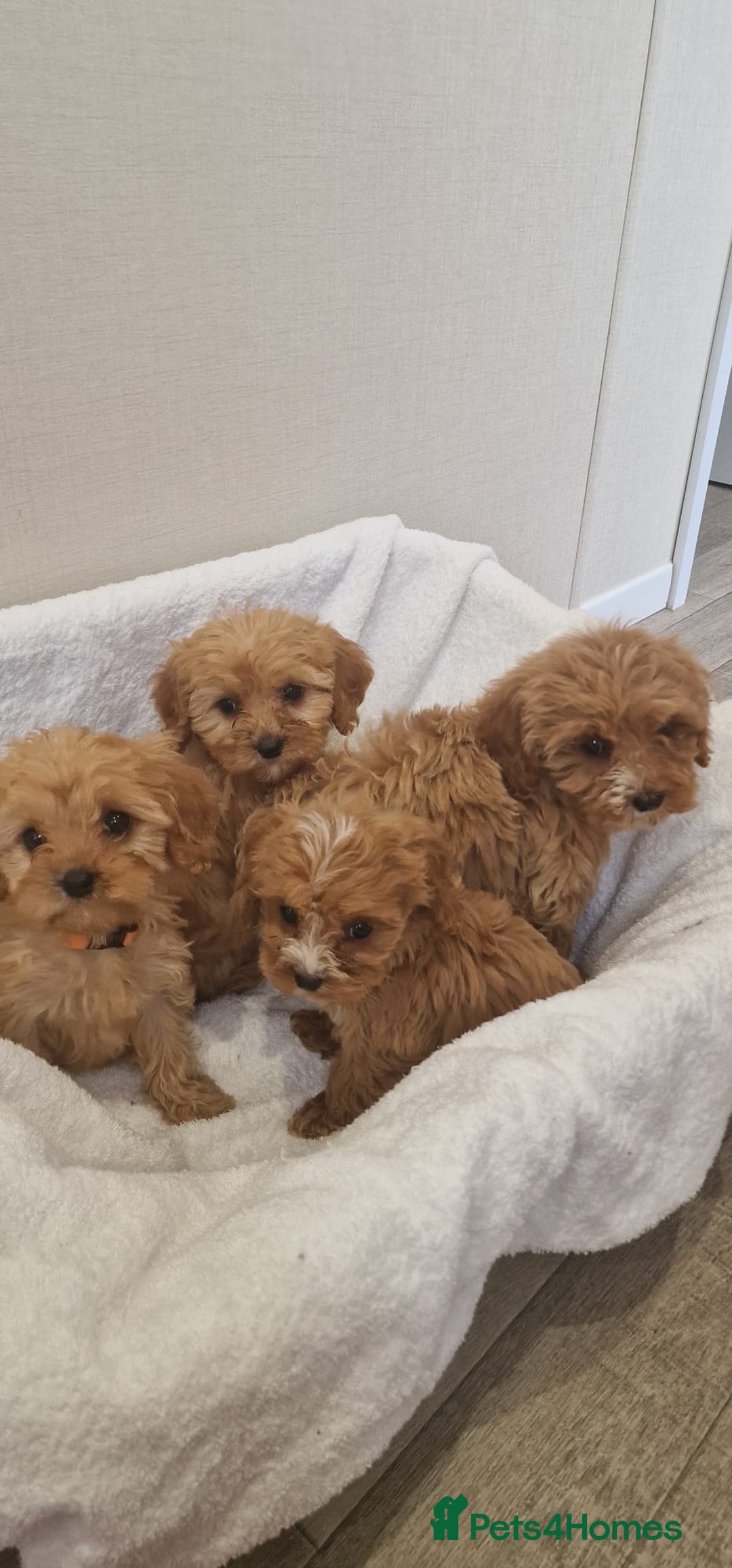 Cavapoo dogs for sale: Beautiful cavapoo fur babies  - Image 1