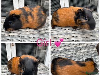 Guinea Pig rodents - Advert 22