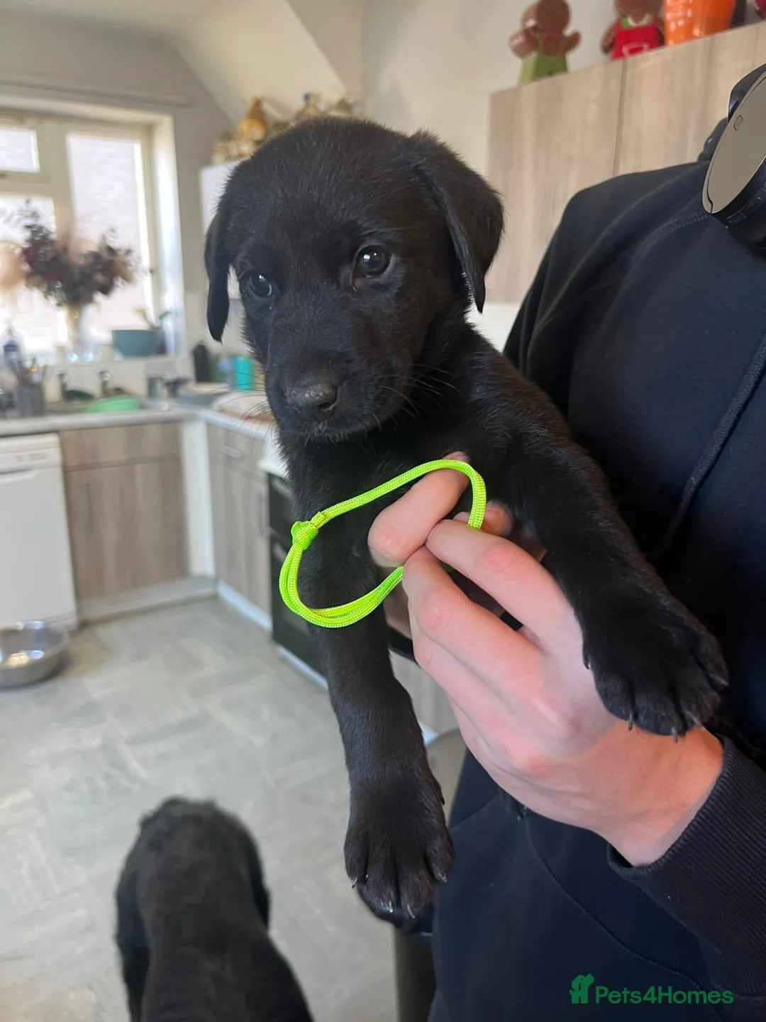 Mixed Breed dogs for sale: Labrador retriever cross - Advert 25