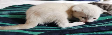 Green collar boy