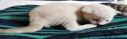 Bengal cats for sale: Beautiful Bengal Kittens - Advert 6