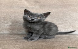 British Shorthair cats for sale: Grey Kitten - Image 4