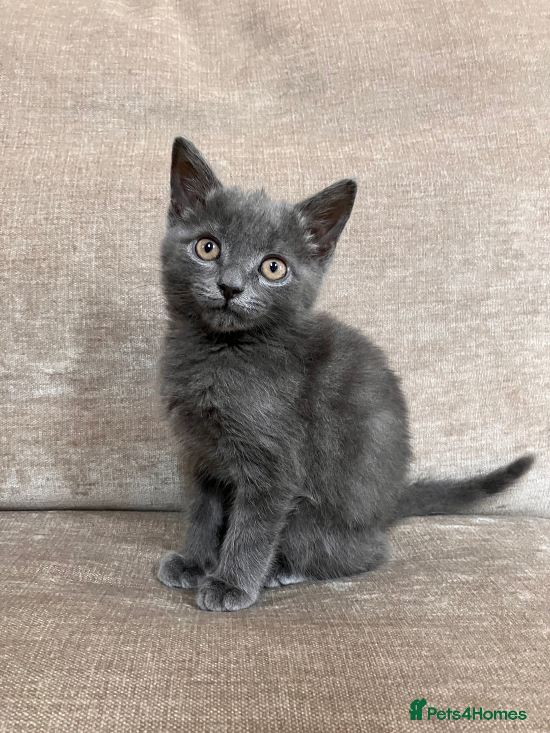 British Shorthair cats for sale: Grey Kitten - Image 4