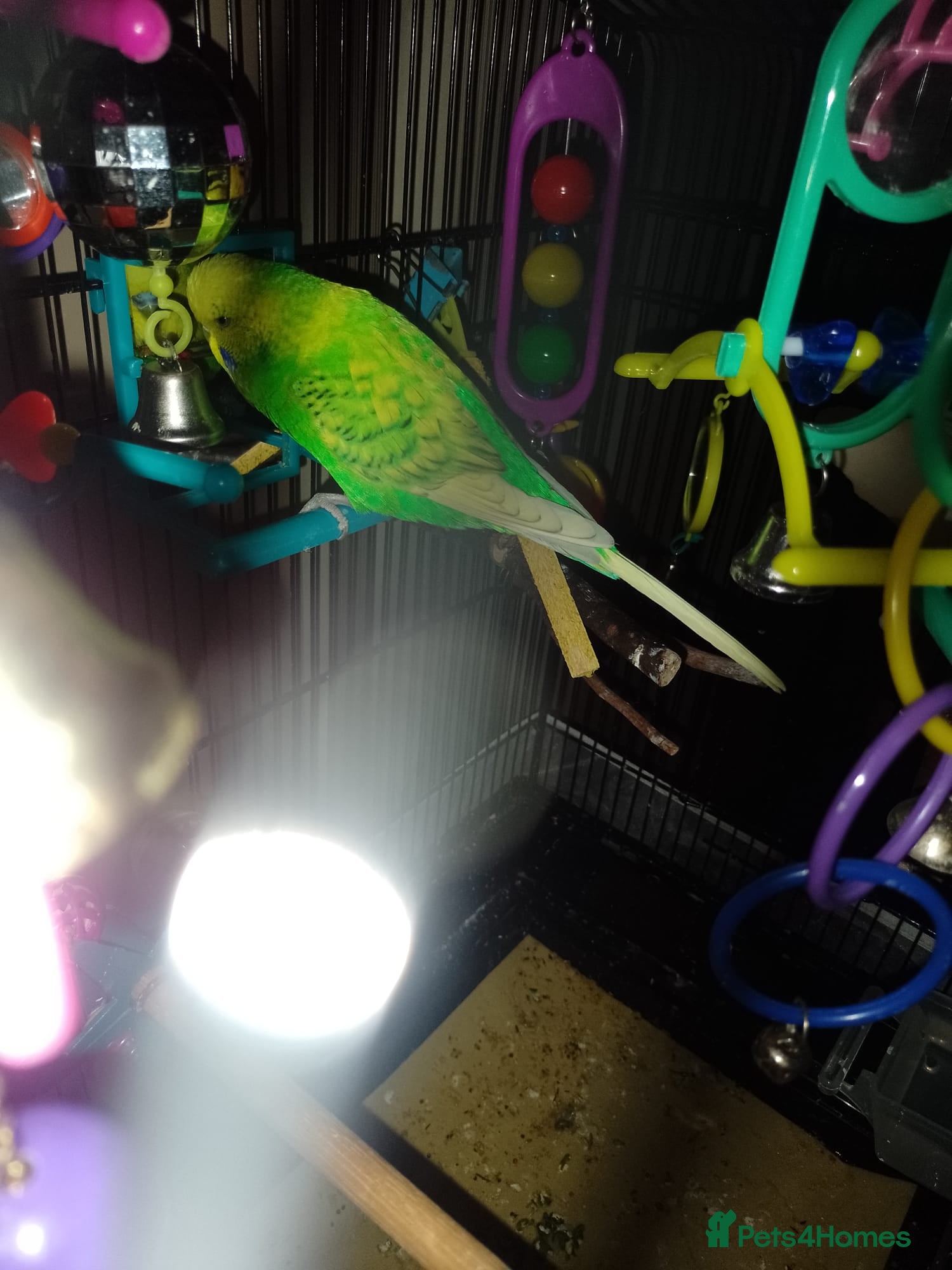 Budgerigars birds Male Budgie with cage and everything you need - Advert 7