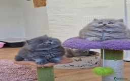 British Longhair cats for sale: GCCF Registered British Longhair kittens - Image 12