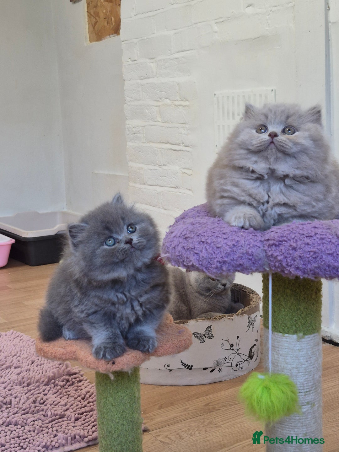 British Longhair cats for sale: GCCF Registered British Longhair kittens - Image 12