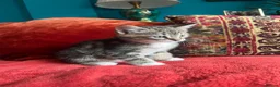 Pixie Bob cats for sale: Pixie Bob kittens - Polydactyl and non polydactyl - Advert 7
