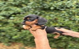 Miniature Dachshund dogs for sale: BEAUTIFUL MINIATURE DACHSHUNDS K.C REG!! - Image 9