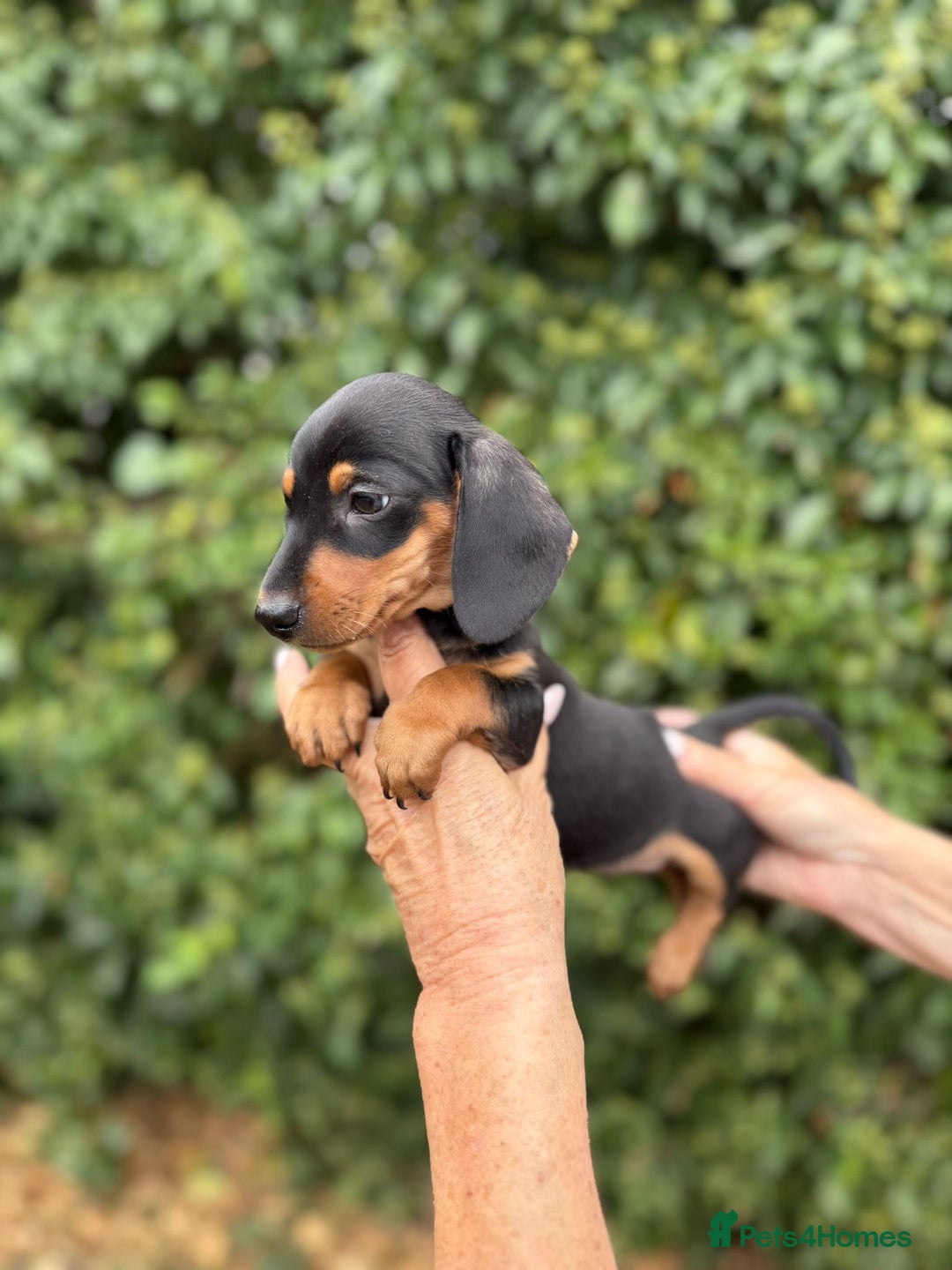 Miniature Dachshund dogs for sale: BEAUTIFUL MINIATURE DACHSHUNDS K.C REG!! - Image 9