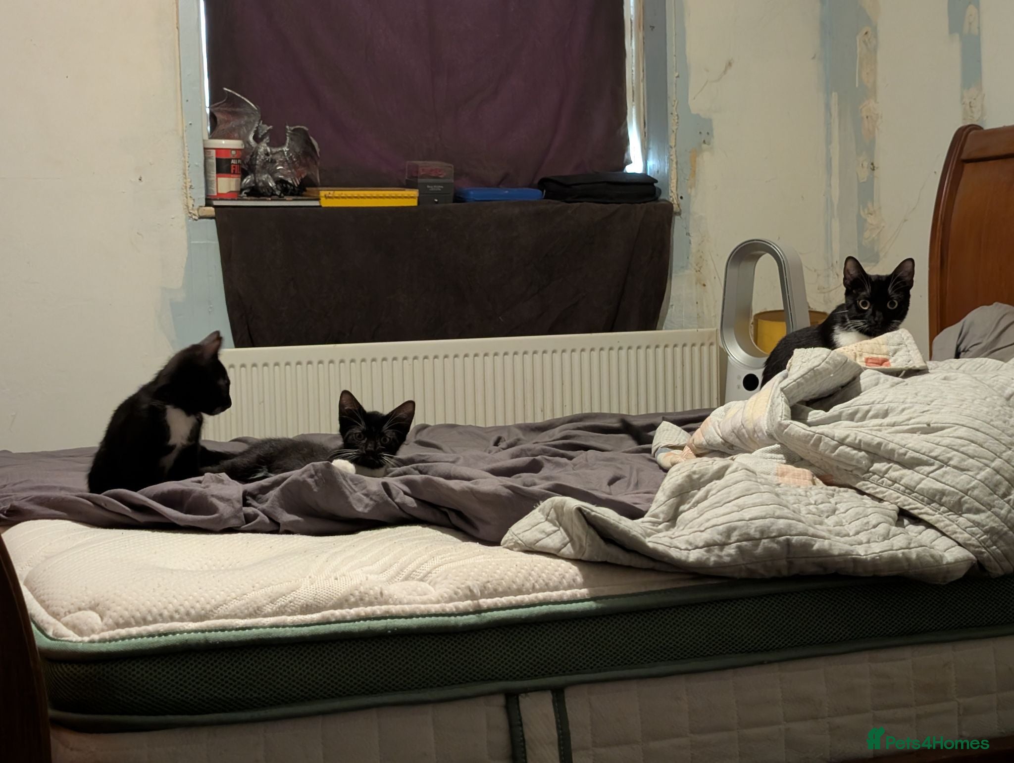 Mixed Breed cats 2 gorgeous tuxedo kittens - Advert 5