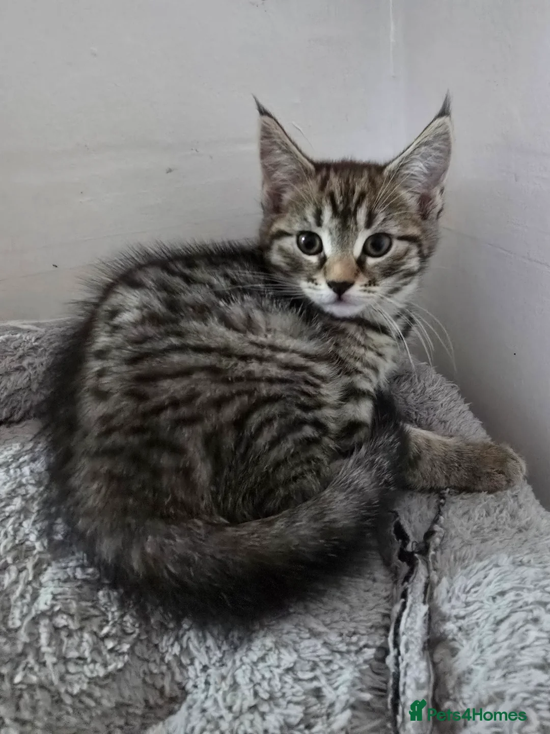 Maine Coon cats for sale: 7 beautiful Maine Coon X - Advert 30