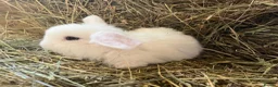 Mini Lop rabbits for sale: Stunning pure mini lops  - Advert 2