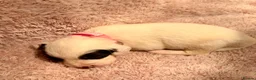 Sproodle dogs for sale: Sproodle puppies from experienced, licensed breedr - Advert 24