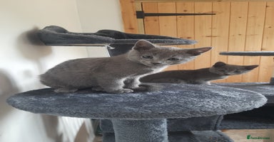 Russian Blue cats - Advert 8