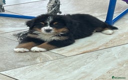 Bernese Mountain Dog dogs for sale: Boys and girls available.  - Image 15