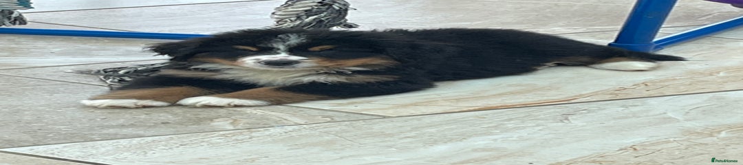 Bernese Mountain Dog Puppy 3