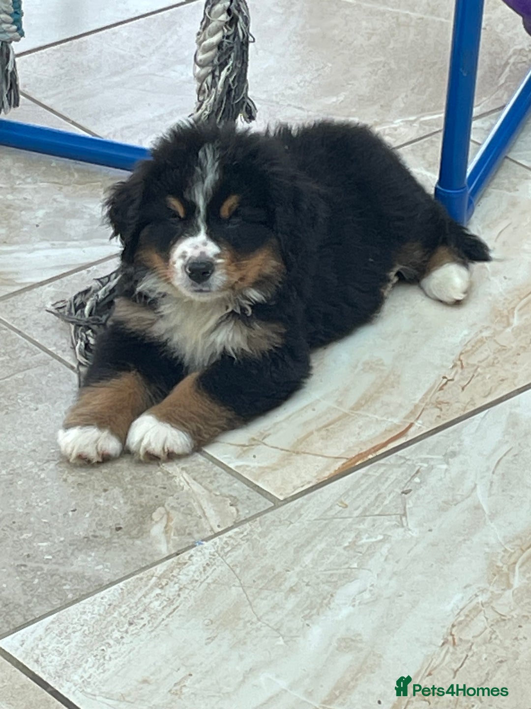 Bernese Mountain Dog dogs for sale: Boys and girls available.  - Image 15