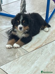 Bernese Mountain Dog Puppy 3