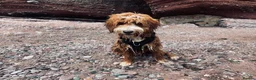 Goldendoodle dogs for stud: Tuxedo Australian Double Doodle - Advert 9