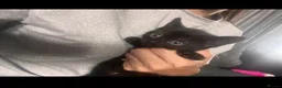 Mixed Breed cats for sale: Ready now last 2 Beautiful kittens - Advert 21