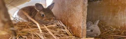 Netherland Dwarf rabbits for sale: Cute cheeky little netherland dwarf babies-2m left - Advert 6
