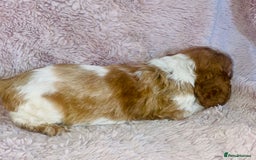 Cocker Spaniel dogs for sale: Cocker Spaniel Pups  - Image 8