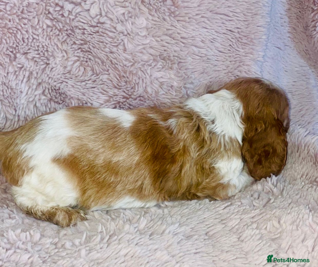 Cocker Spaniel dogs for sale: Cocker Spaniel Pups  - Image 8