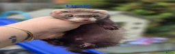 Ferret rodents for sale: Semi Angora Babies - Advert 4