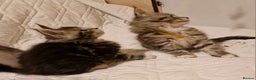 Maine Coon cats for sale: Sweet Maine Coon kittens - Advert 9