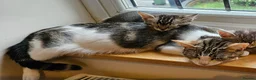 American Shorthair cats for sale: 10 Week Old Pure Tabby Kitten in Sutton - Advert 2