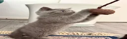 British Shorthair cats for sale: Adorable kitty  - Advert 8